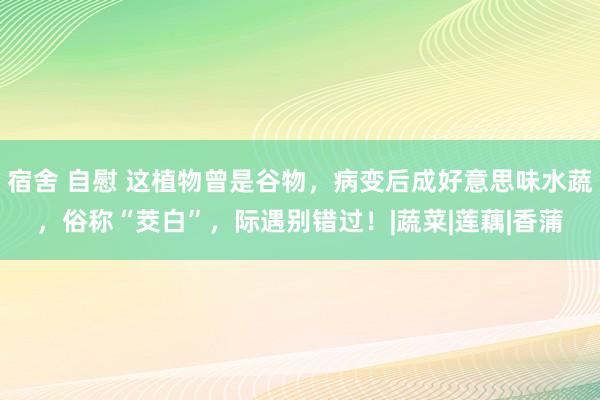 宿舍 自慰 这植物曾是谷物，病变后成好意思味水蔬，俗称“茭白”，际遇别错过！|蔬菜|莲藕|香蒲